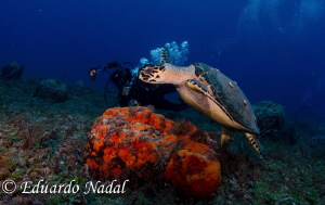 cozumel dive by Eduardo Nadal 